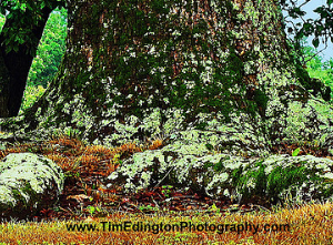 Tim Edington Photography