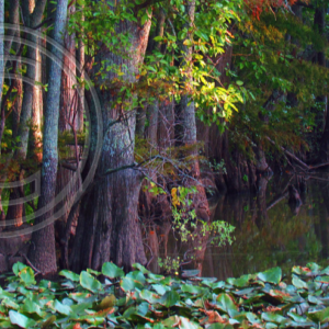 Village Creek, AR
