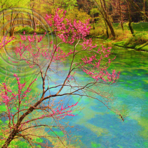 red bud tree along spring branch, Big Spring, MO