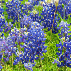 bluebonnets