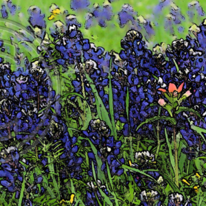 bluebonnets and Indian paint brush