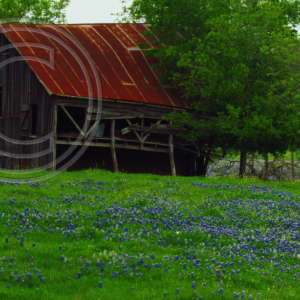 cabin in the bluebonnets