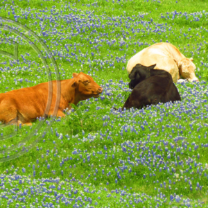 cattle on a bed of bluebonnets