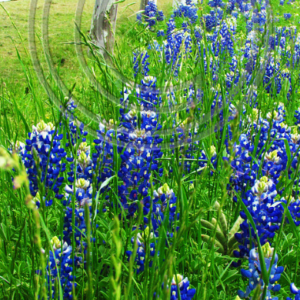white fence, bluebonnets