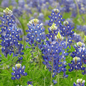 rolling field, bluebonnets