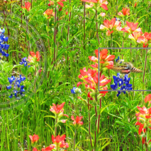 hummingbird moth, Indian paint brushes and bluebonnets
