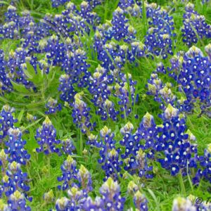 blue bonnets in a field