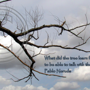 What did the tree learn from the earth to be able to talk with the sky? Pablo Neruda
