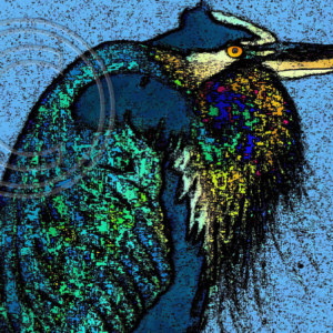 great blue heron photo art