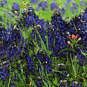 bluebonnets and Indian paint brush