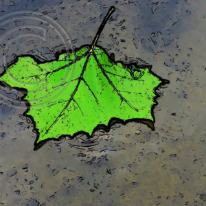 sycamore leaf on the water photo art
