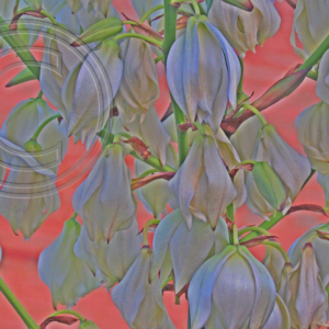 yucca blossoms, brick wall photoart