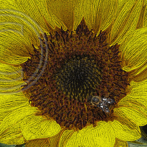 honey bee on sunflower photo art