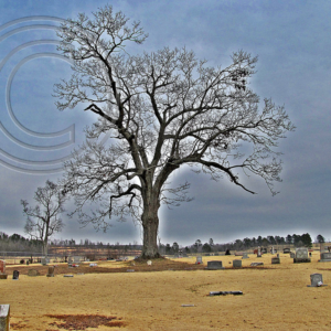 state champion oak in Pleasant Site Cemetery