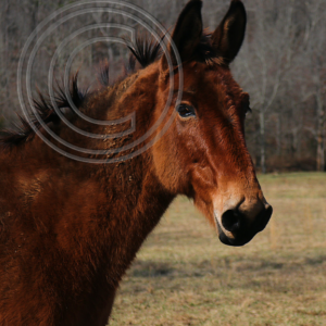 Missouri mule