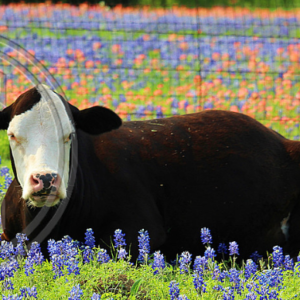 contented cow in Texas bluebonnets