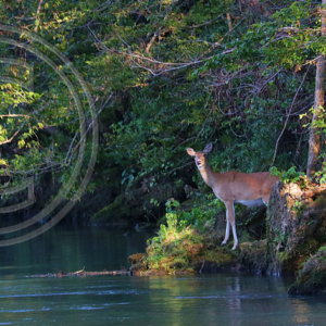 doe at the river