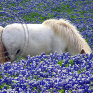 unicorn in the bluebonnets