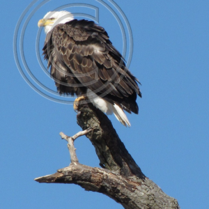 bald eagle