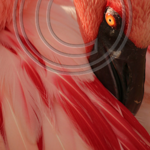 flamingo preening its feathers