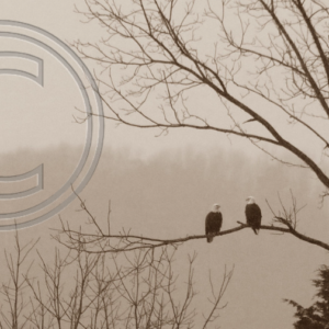 mated pair of bald eagles