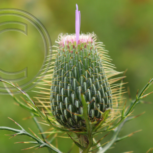 thistle with a plume