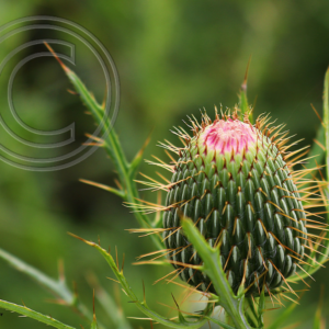 thistle before it blossoms