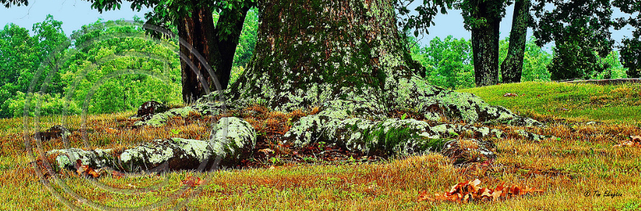 tree roots