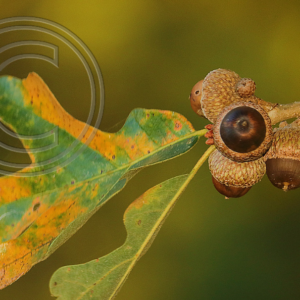 oak leaves and acorns
