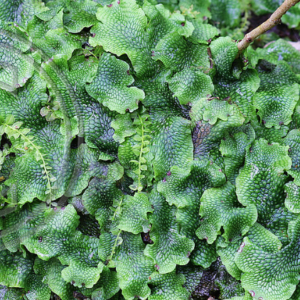 Plant Life on a Stone in the Creek