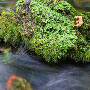 Stone in the Creek