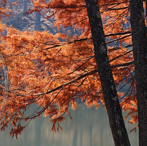 backlit cypress needles