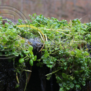watercress