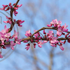 redbud blossoms, blue sky