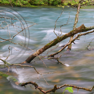 Tree Limb at Blue Spring (Current River)