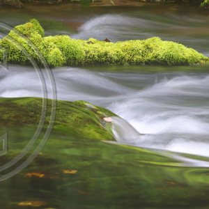 mossy log